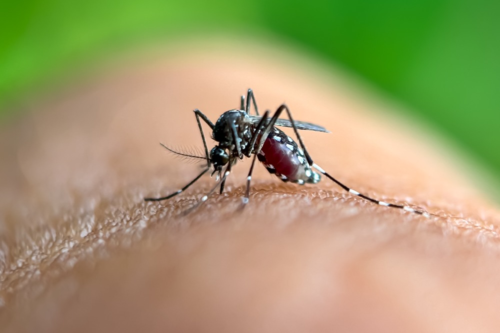 ciri ciri demam berdarah